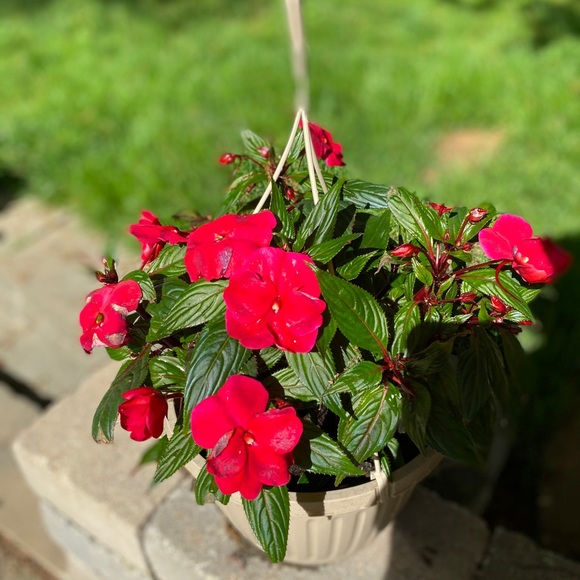 SHIPPING DAY-🌷1-2 days - Picture 3 of 16